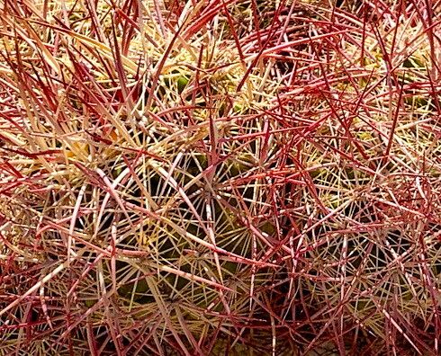 Sclerocactus johnsonii leaf