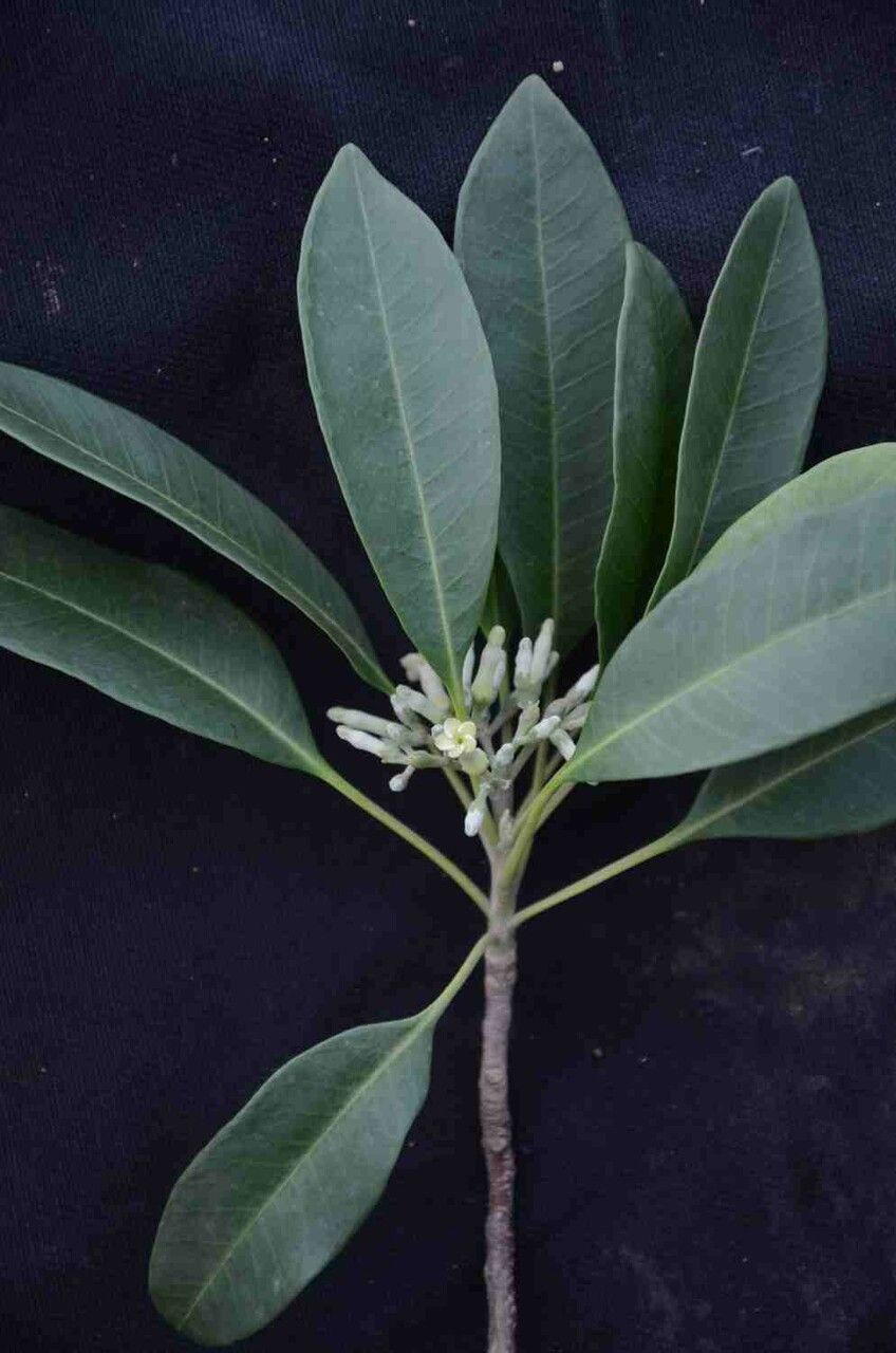 Aspidosperma australe flower