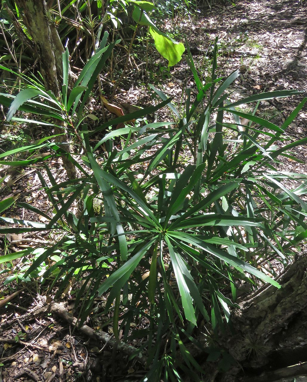 Phyllanthus epiphyllanthus leaf
