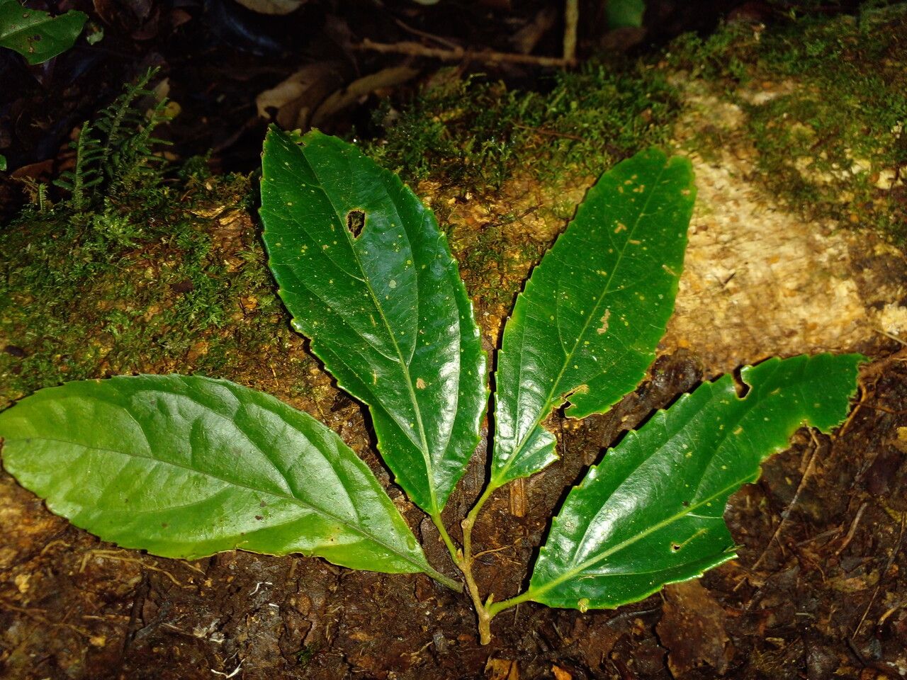 Macrohasseltia macroterantha — search result for 'Salicaceae'