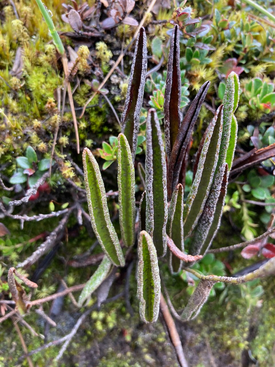 Elaphoglossum mathewsii — houseplant care guide