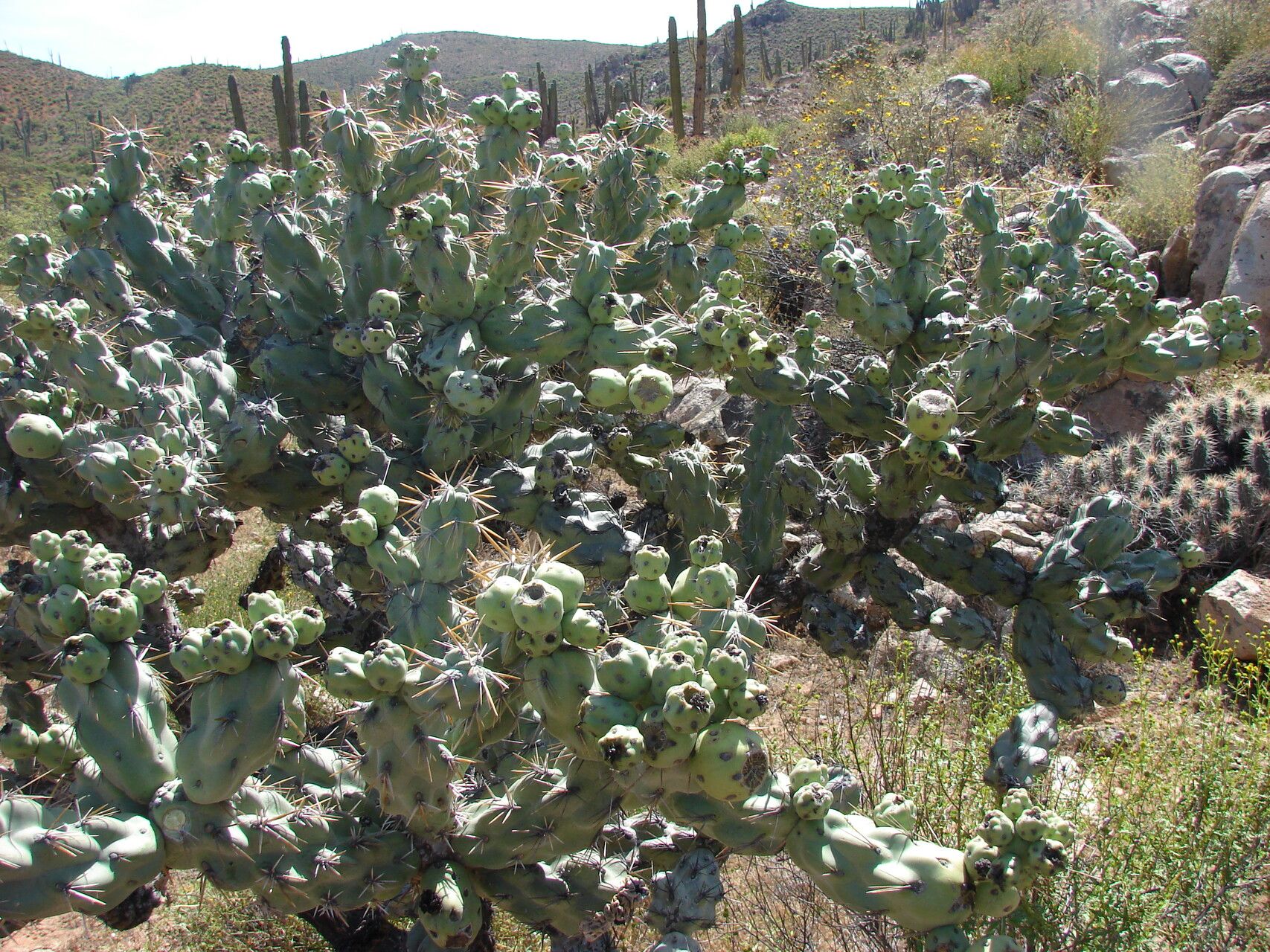 Cylindropuntia cholla bark