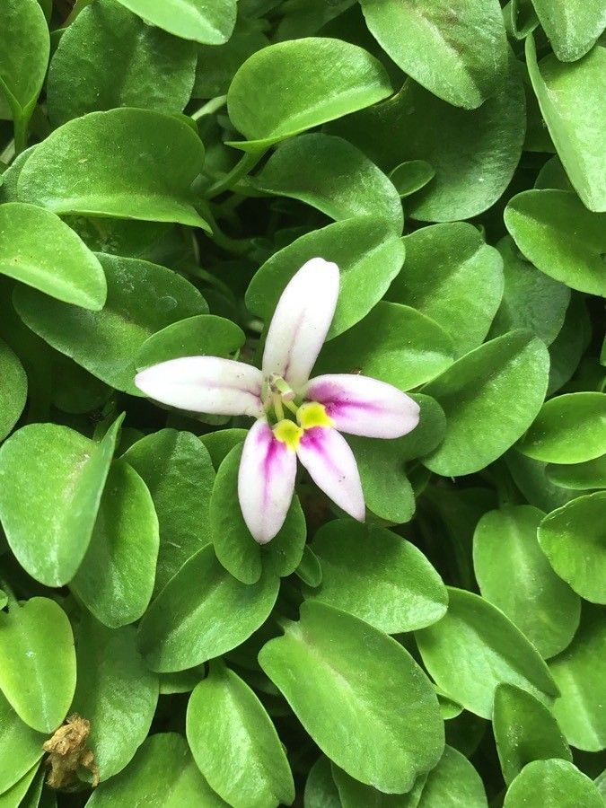 Lobelia oligophylla flower