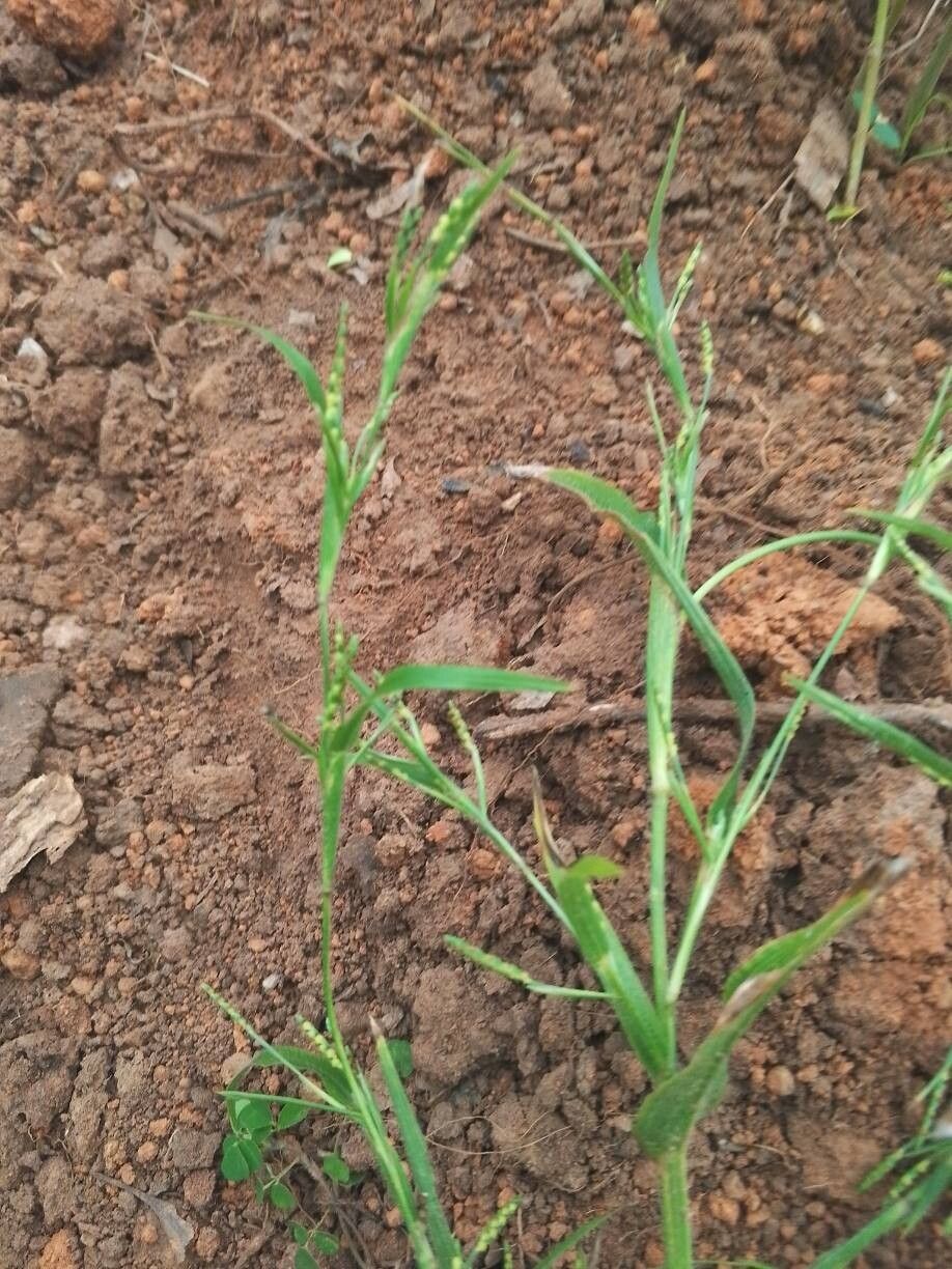 Hackelochloa granularis — houseplant care guide