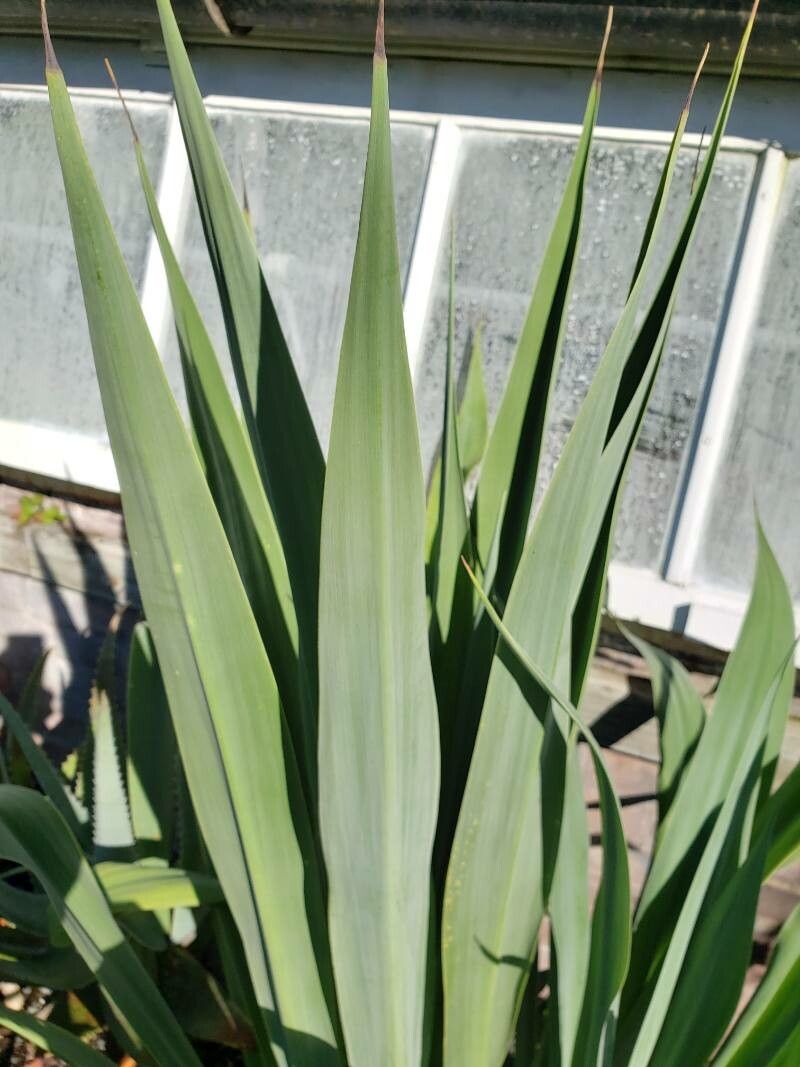 Beschorneria yuccoides — search result for 'Yucca'