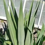 Beschorneria yuccoides