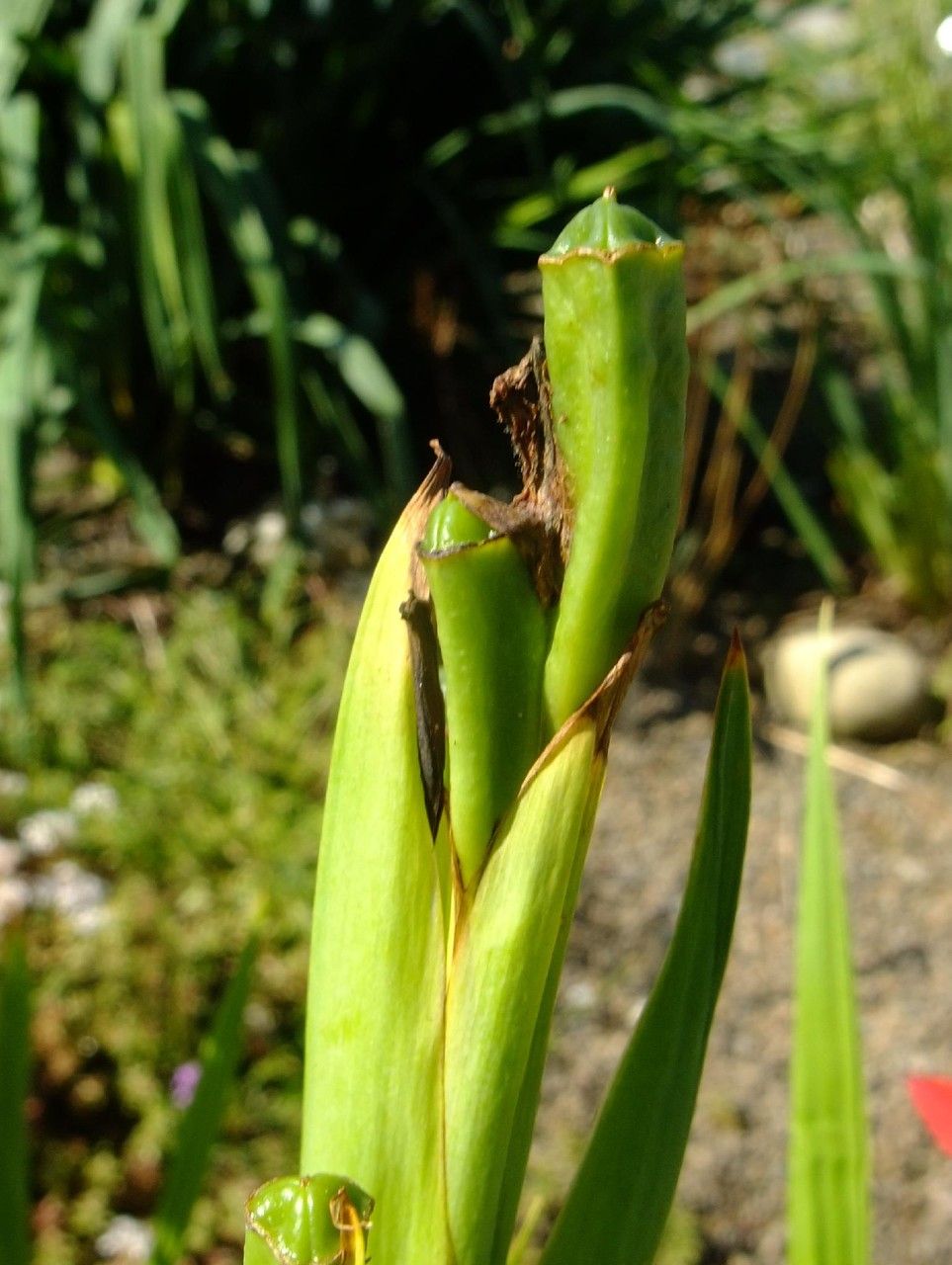 Tigridia pavonia fruit