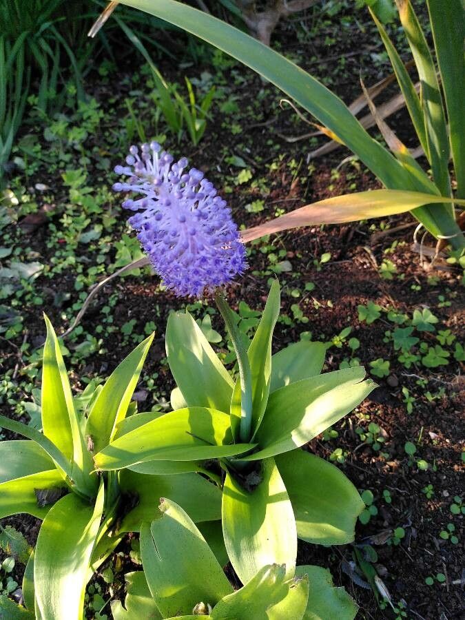 Nectaroscilla hyacinthoides flower