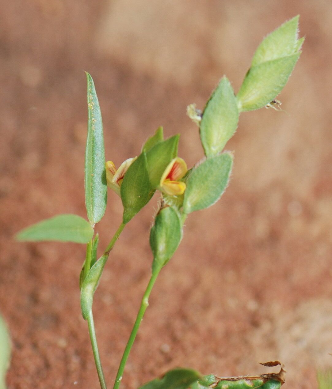 Zornia glochidiata flower