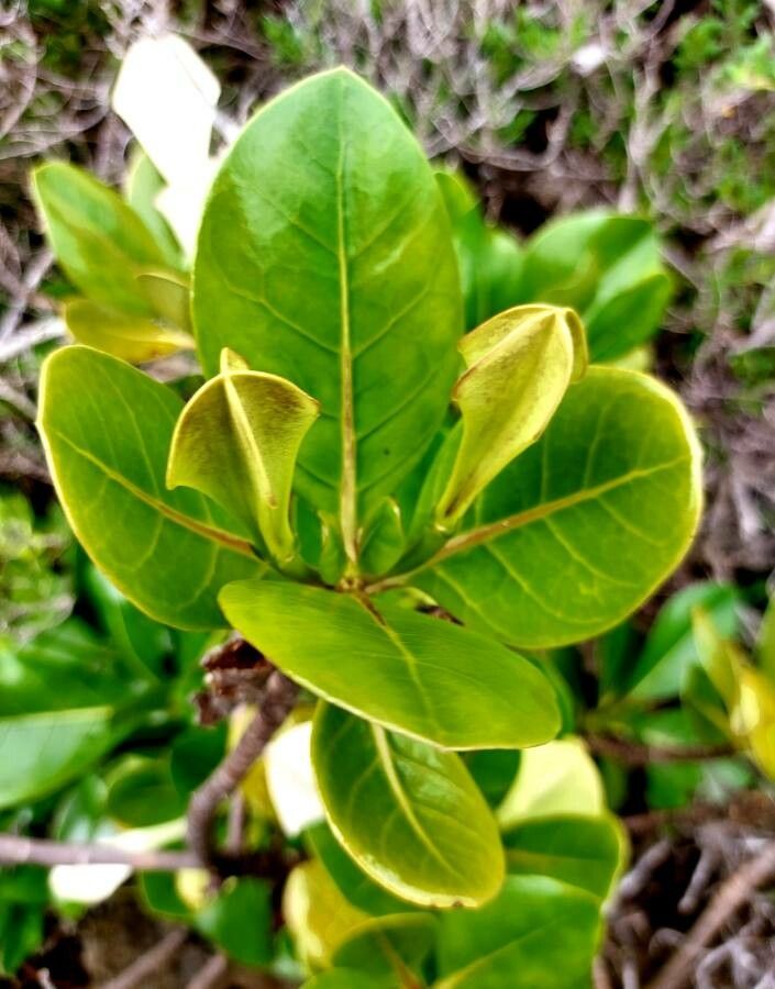 Bikkia tetrandra leaf