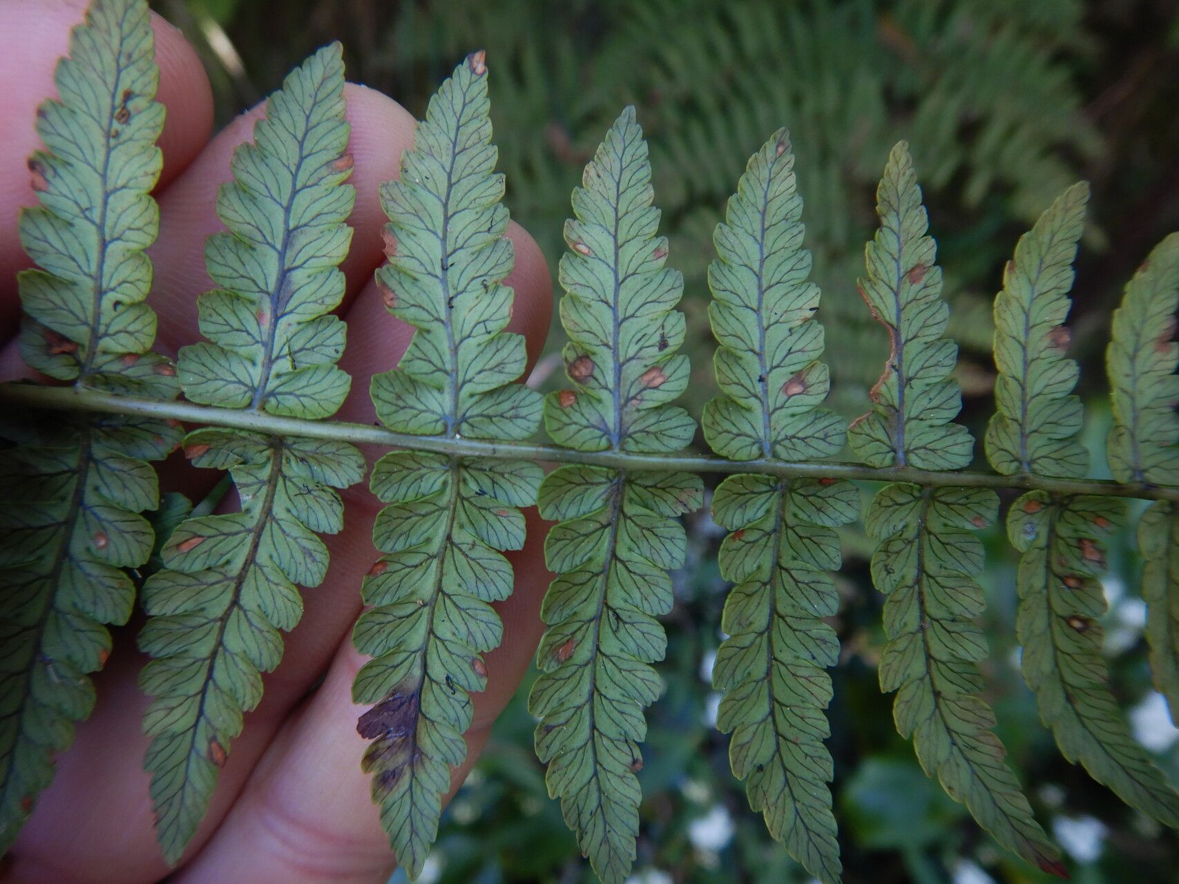 Dryopteris aquilinoides leaf