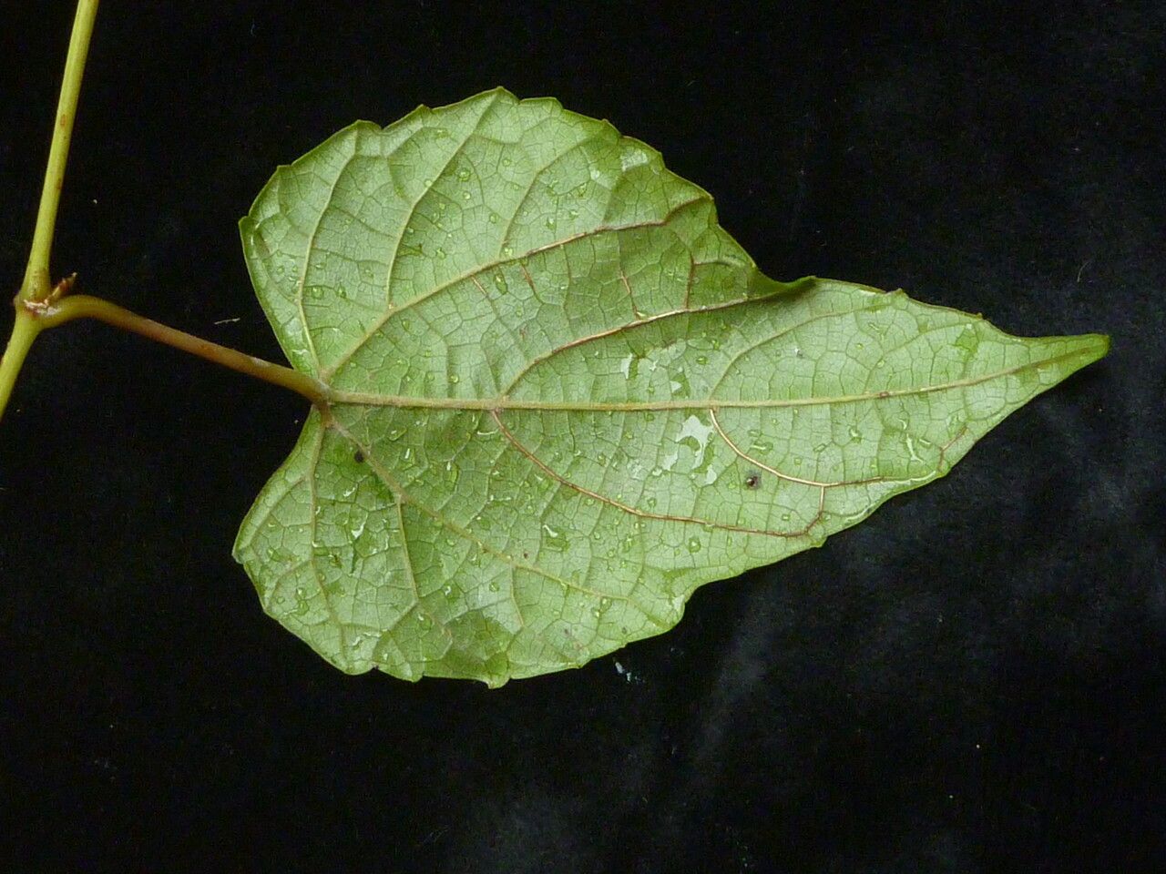 Vitis flexuosa — search result for 'Vitis'