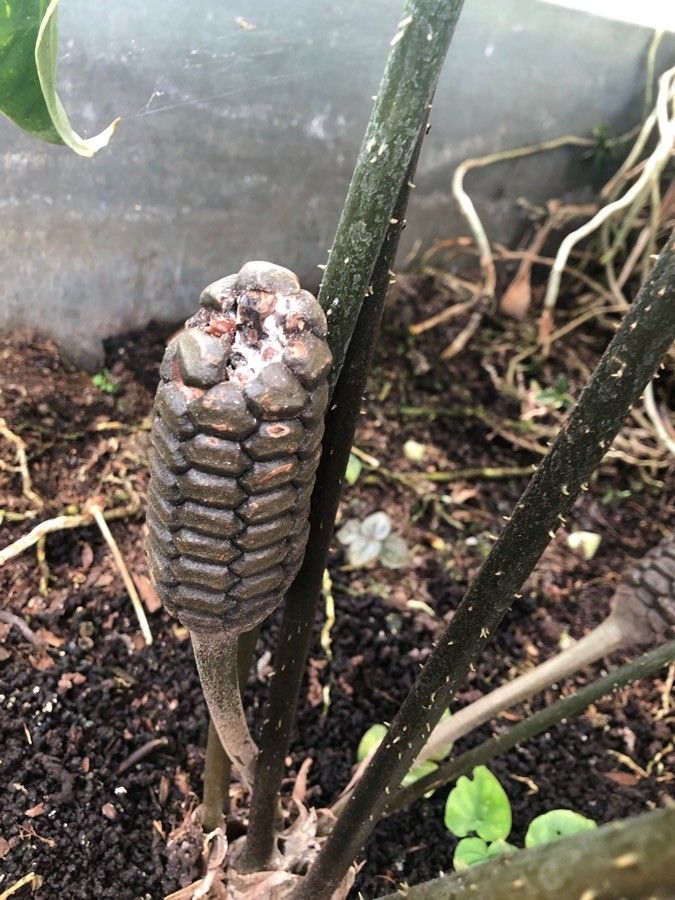 Zamia muricata fruit