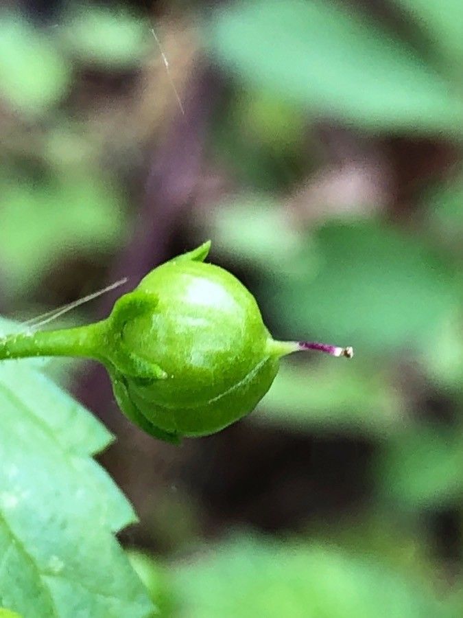 Scrophularia peregrina fruit