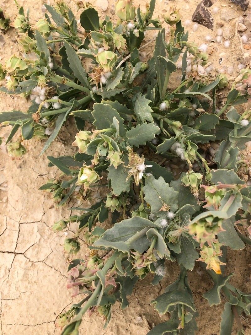 Launaea angustifolia flower