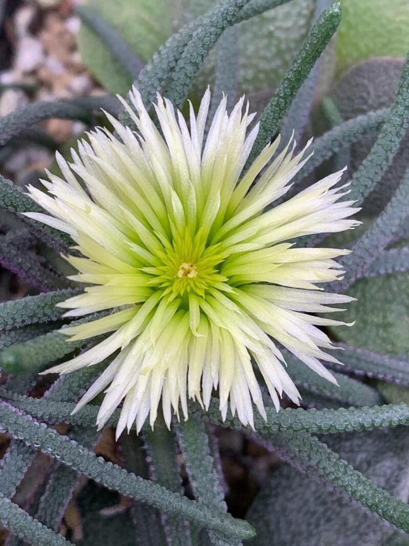 Mesembryanthemum resurgens flower