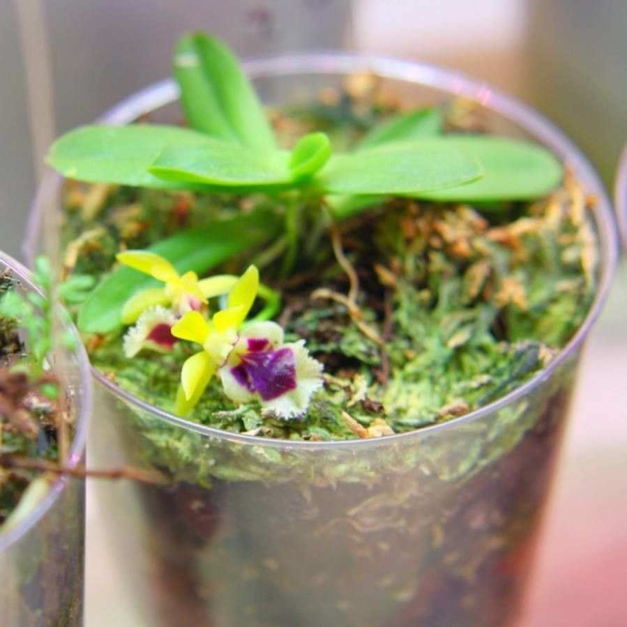 Gastrochilus retrocallus — related species from the same genus