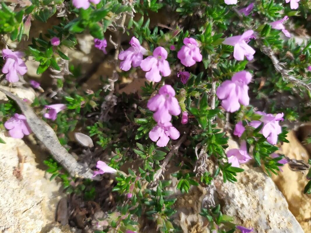 Micromeria inodora flower