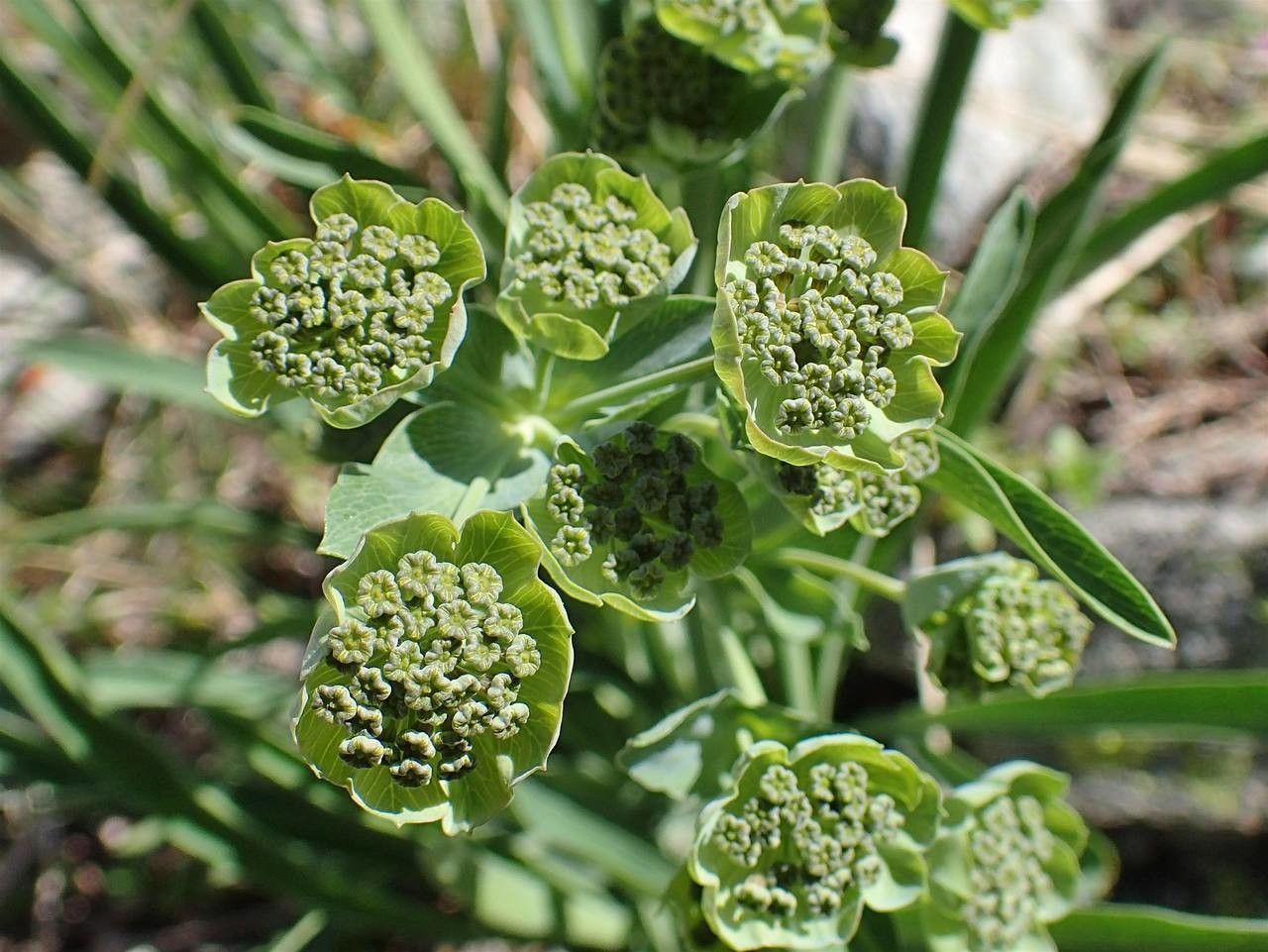 Bupleurum stellatum fruit