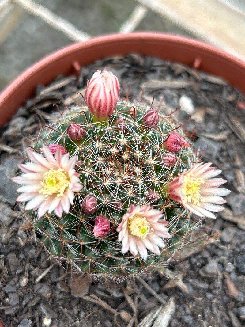 Cochemiea barbata flower