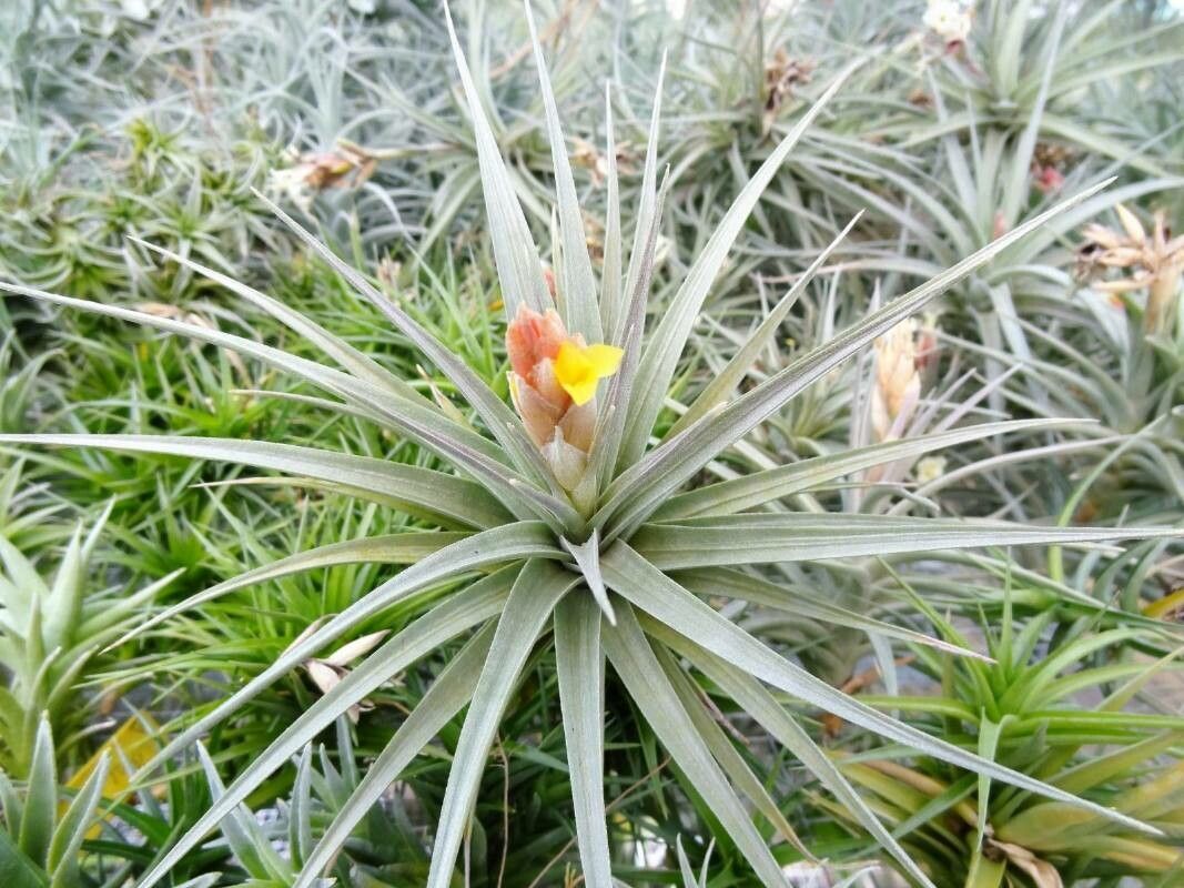 Tillandsia jucunda — houseplant care guide