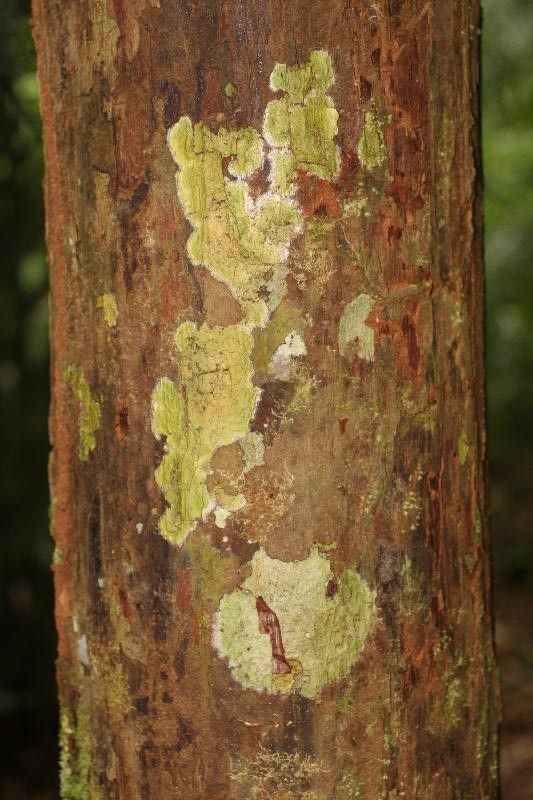 Iryanthera sagotiana bark