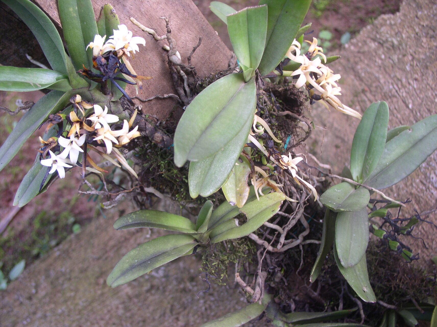 Cyrtorchis okuensis habit
