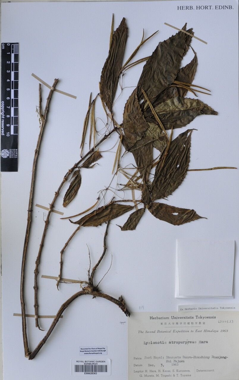 Lysionotus atropurpureus other