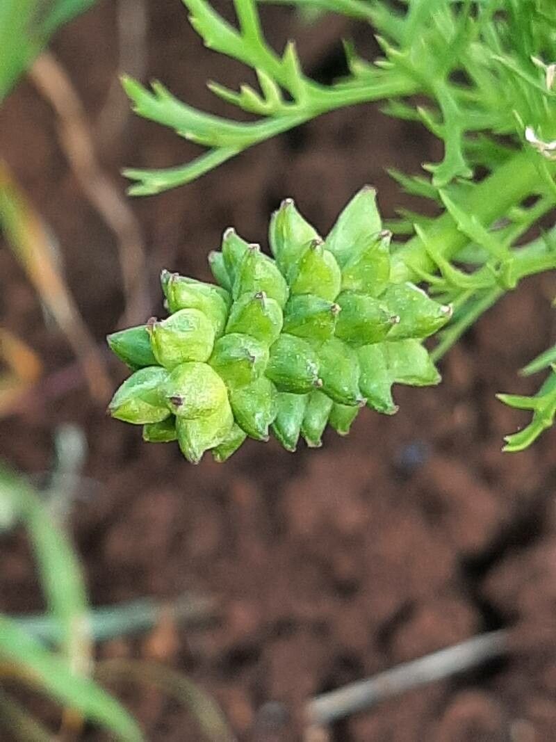 Adonis annua fruit