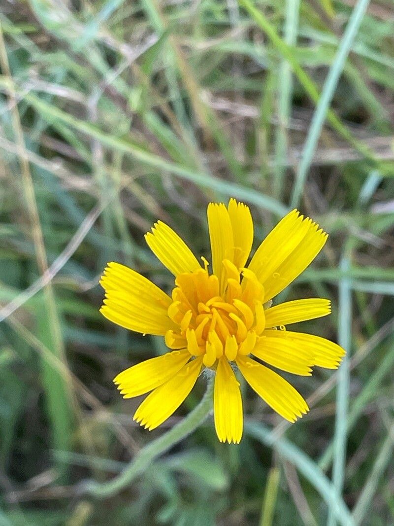 Hieracium sabaudum flower