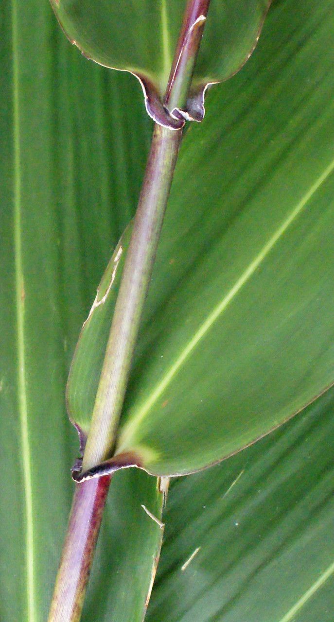 Sorghum arundinaceum bark