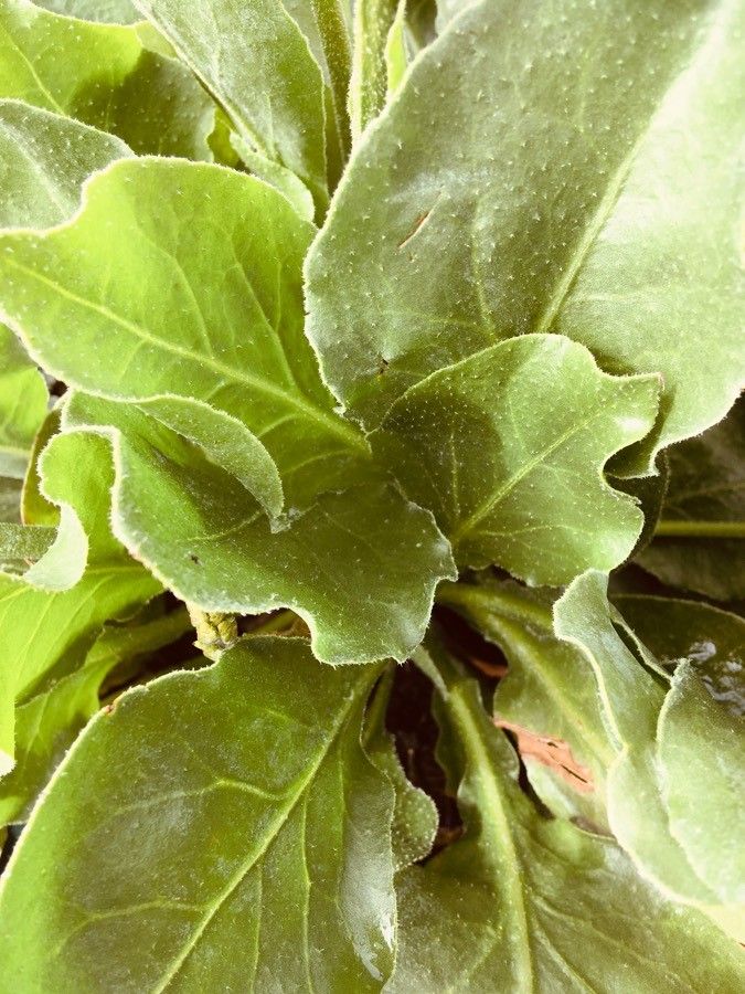 Limonium bourgeaui — search result for 'Limonium'