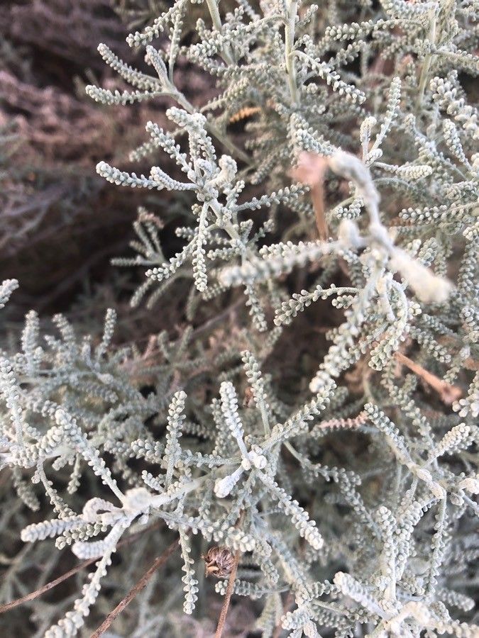 Santolina africana — related species from the same genus