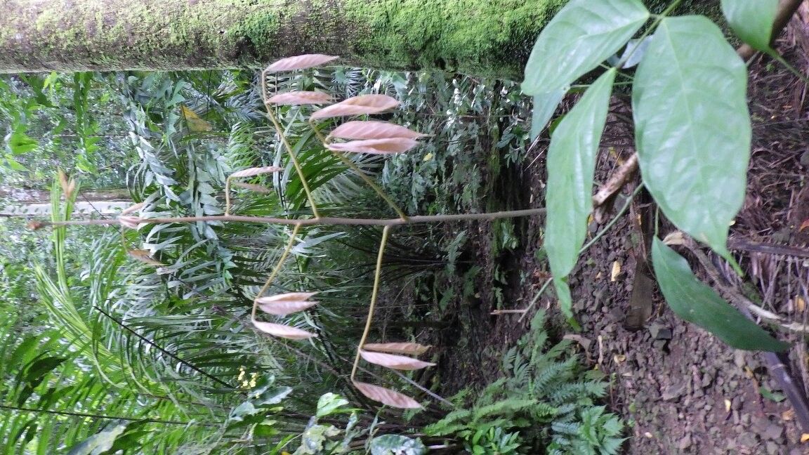 Connarus africanus other