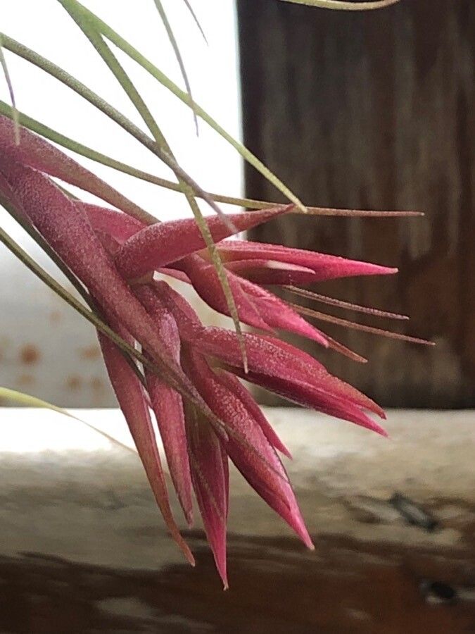 Tillandsia globosa — houseplant care guide