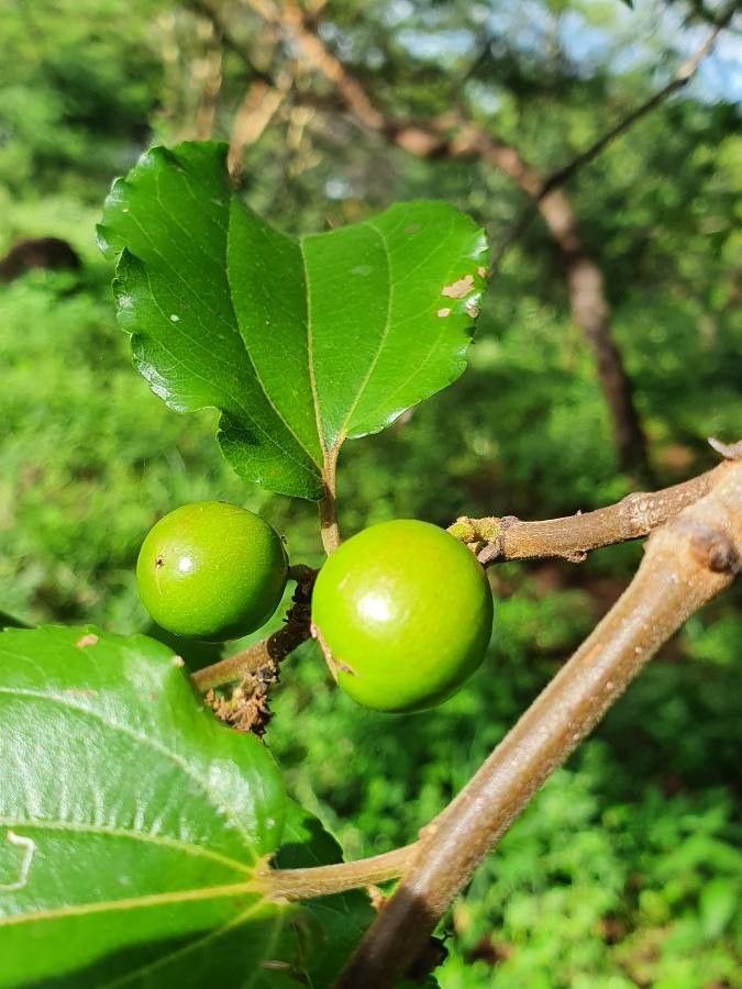 Ziziphus mucronata fruit