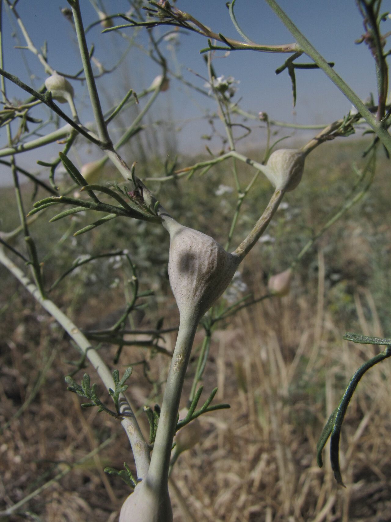 Lepidium vesicarium other