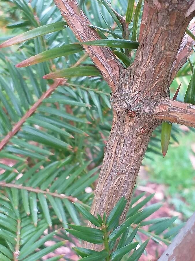 Torreya taxifolia bark