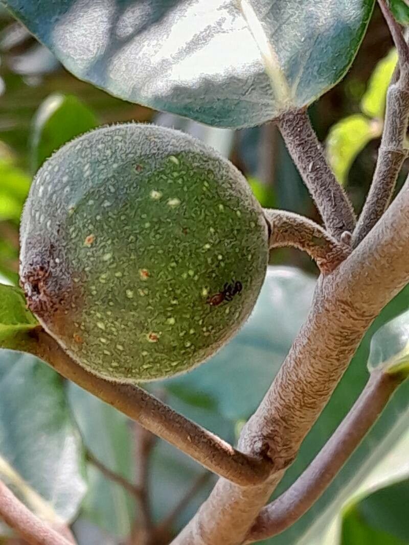 Ficus polyphlebia fruit