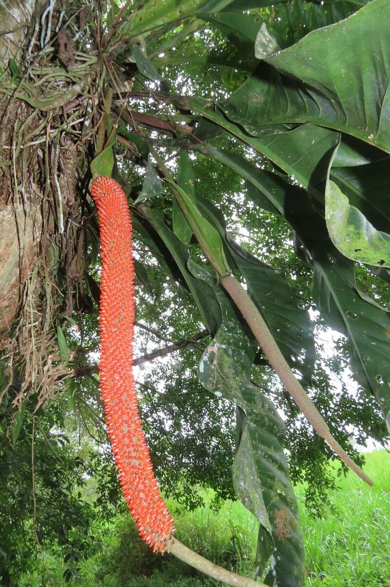 Anthurium upalaense fruit