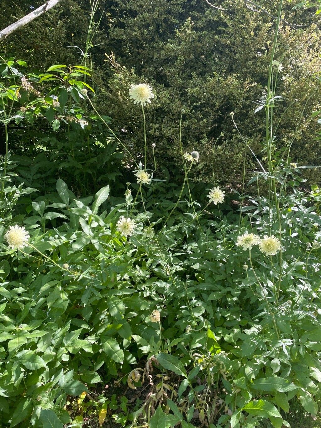 Cephalaria gigantea habit