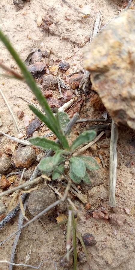 Wahlenbergia stricta — search result for 'Campanulaceae'