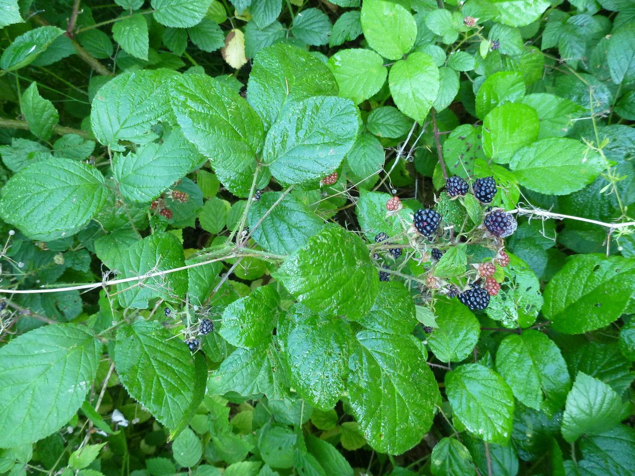 Rubus subcordatus habit
