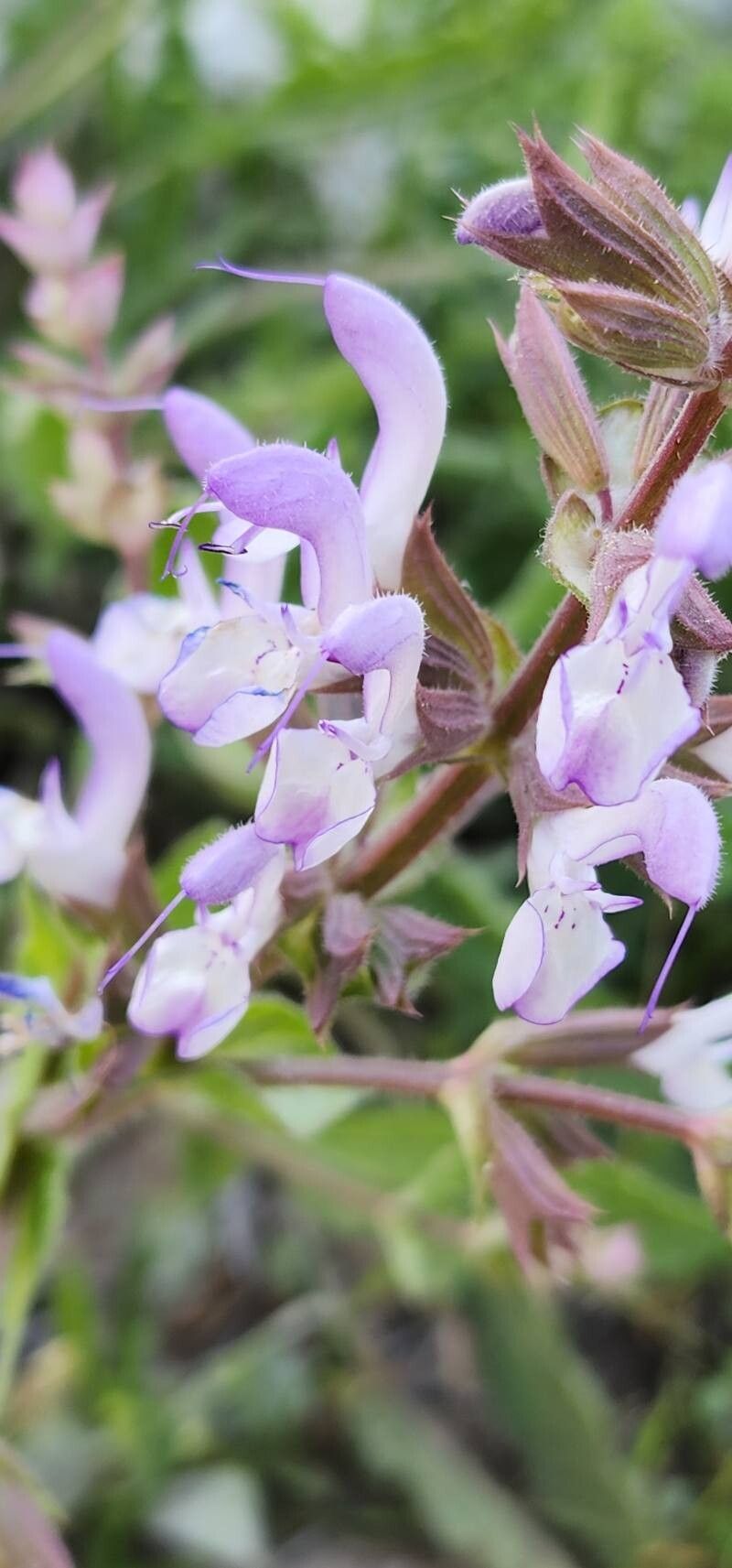 Salvia palaestina flower