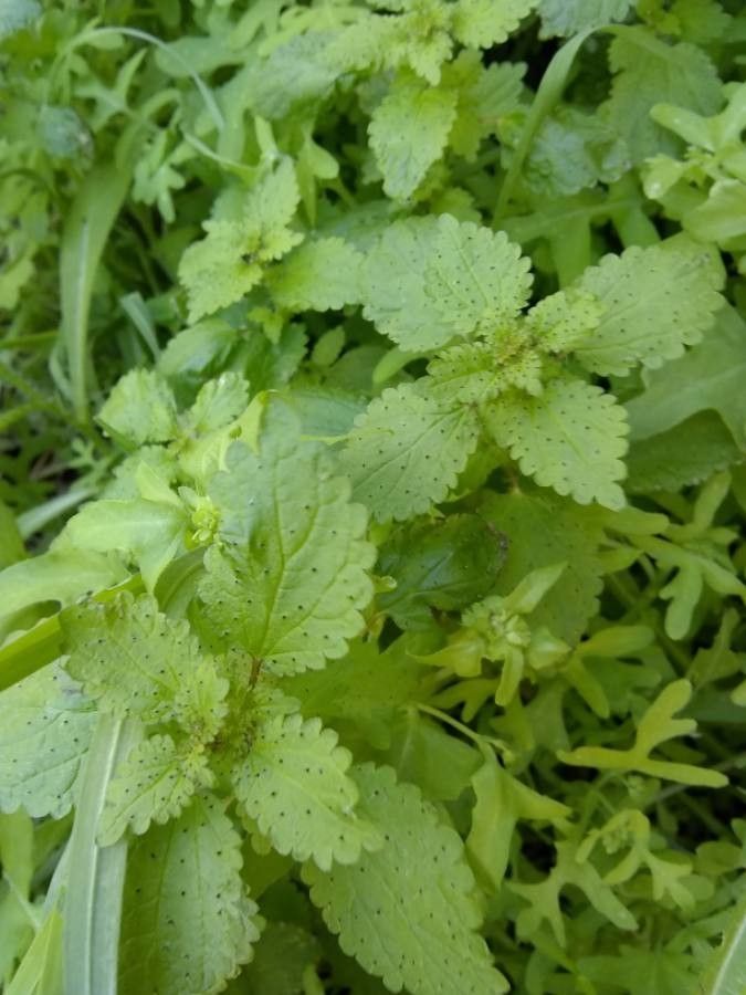 Hesperocnide tenella