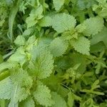 Hesperocnide tenella