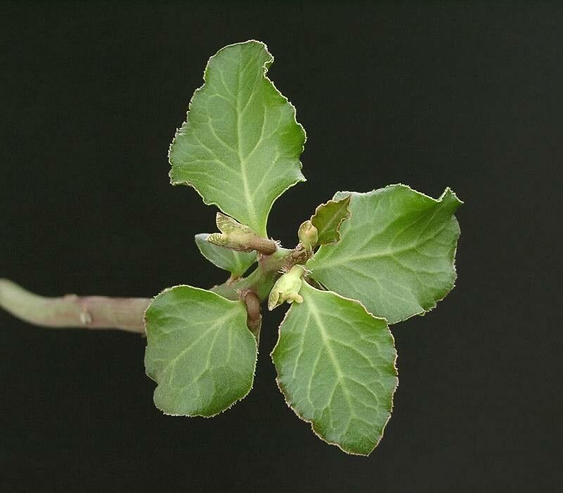 Euphorbia invenusta — houseplant care guide