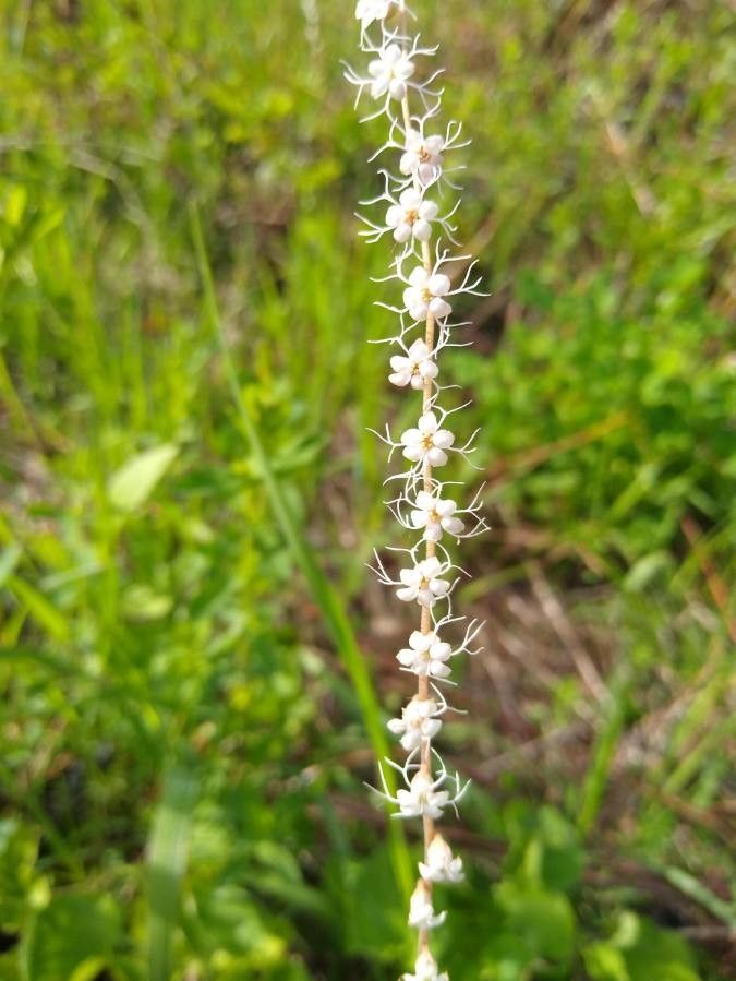 Mitella stauropetala — houseplant care guide