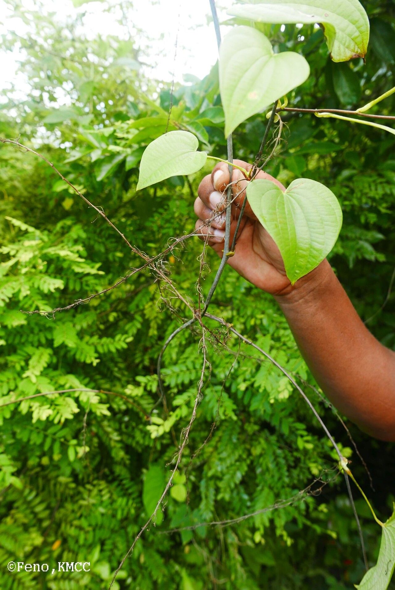 Dioscorea buckleyana leaf