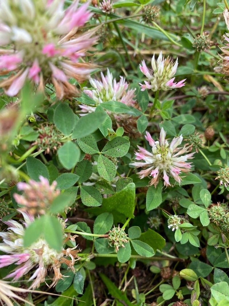 Trifolium vesiculosum leaf